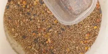 Позаботимся о птицах зимой